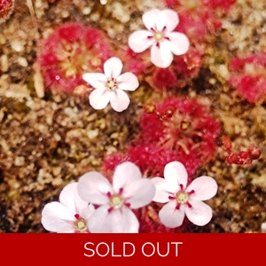 Drosera nitidula x occidentalis, 10+ gemmae